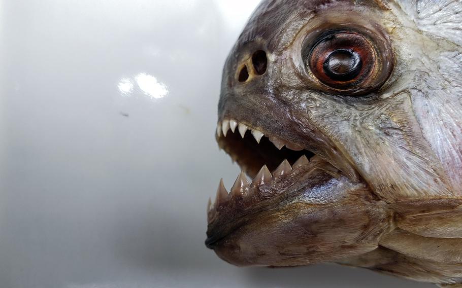 But for one week in September 2019, the 20-seat Ninja Cafe & Bar in Tokyo served 1,000 bowls of piranha ramen.
