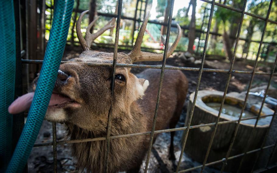 A sika deer says hello at Hamura Zoo near Yokota Air Base, Japan, Oct. 9, 2019. Theron Godbold/ Stars and Stripes