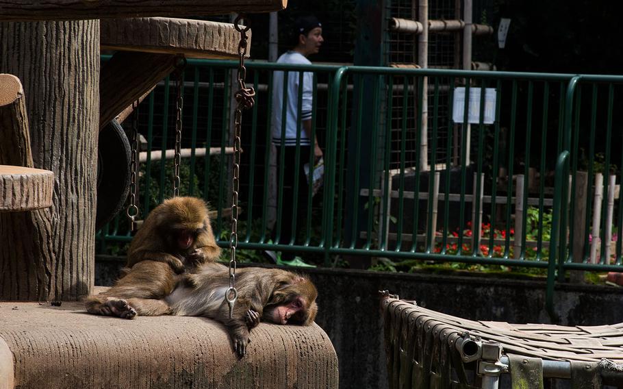 Japanese macaque lounge inside their enclosure at Hamura Zoo in western Tokyo, Oct. 9, 2019. Theron Godbold/ Stars and Stripes