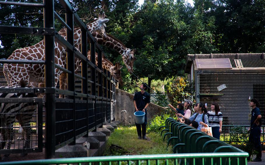 Visitors help feed the giraffes at Hamura Zoo in western Tokyo, Oct. 9, 2019. Theron Godbold/ Stars and Stripes