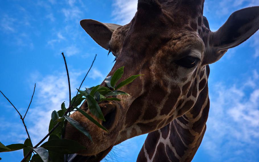 A giraffe is fed by a visitor at Hamura Zoo near Yokota Air Base, Japan, Oct. 9, 2019. Theron Godbold/ Stars and Stripes