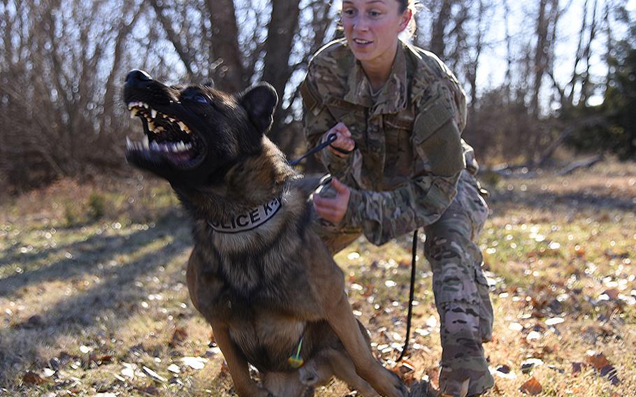 Senior Airman Sarah Pawlak, 22nd Security Forces Squadron military working dog handler, holds Sani back during controlled aggression training, Dec. 10, 2018, at McConnell Air Force Base, Kan. MWD Sani is a 2-year-old Belgian Malinois.