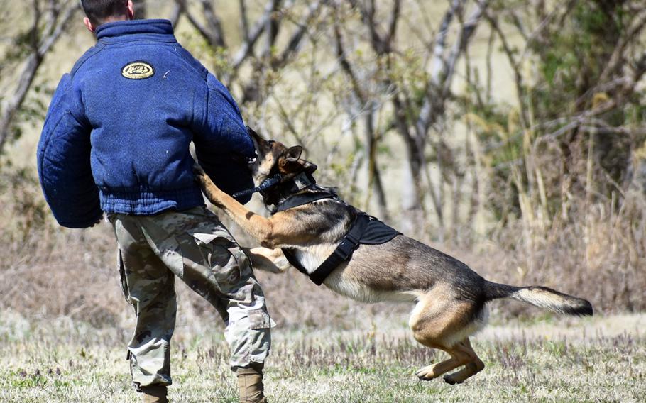 Bill, a Belgian Malinois military working dog assigned to the 901st Military Police Detachment, practices fugitive apprehension with Spc. Caleb Nicholas, during a John O. Arnn Elementary School job shadowing event at Camp Zama, Japan, April 4, 2019.