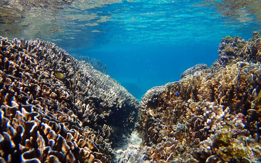 At Shiraho, at Ishigaki Island, Japan, visitors can see the largest blue coral colony in the world.