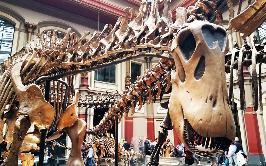 Dinosaurs on display at the Museum of Natural History in Berlin.