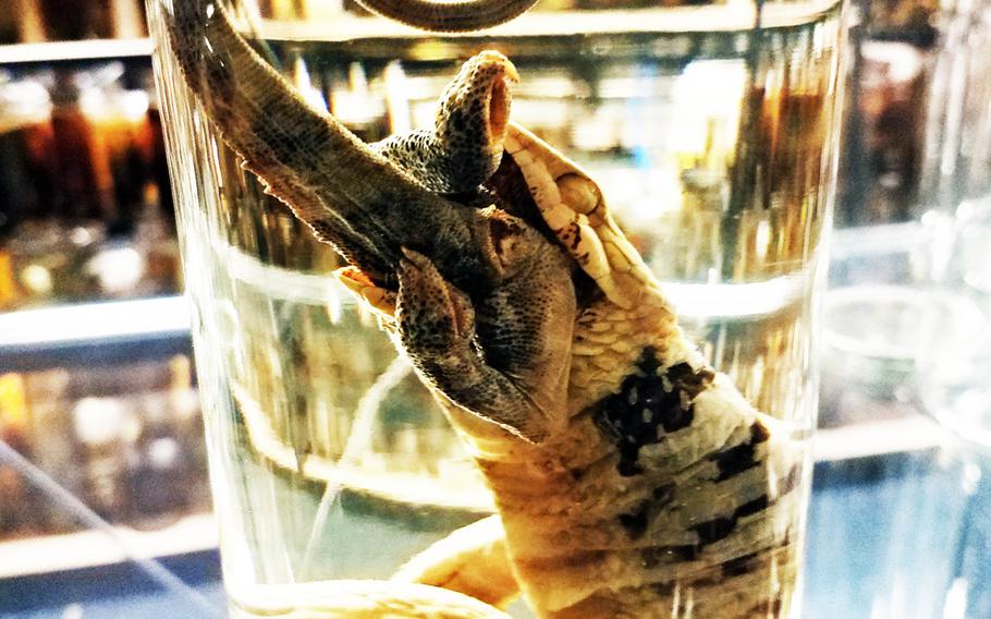 Snake eyes bigger than his gullet: A snake who choked on a lizard is part of a display at the Museum of Natural History in Berlin.