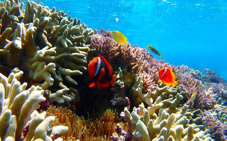 Snorklers can spot anemone fish, sea turtles and beautiful coral around Yoron Island, Japan.