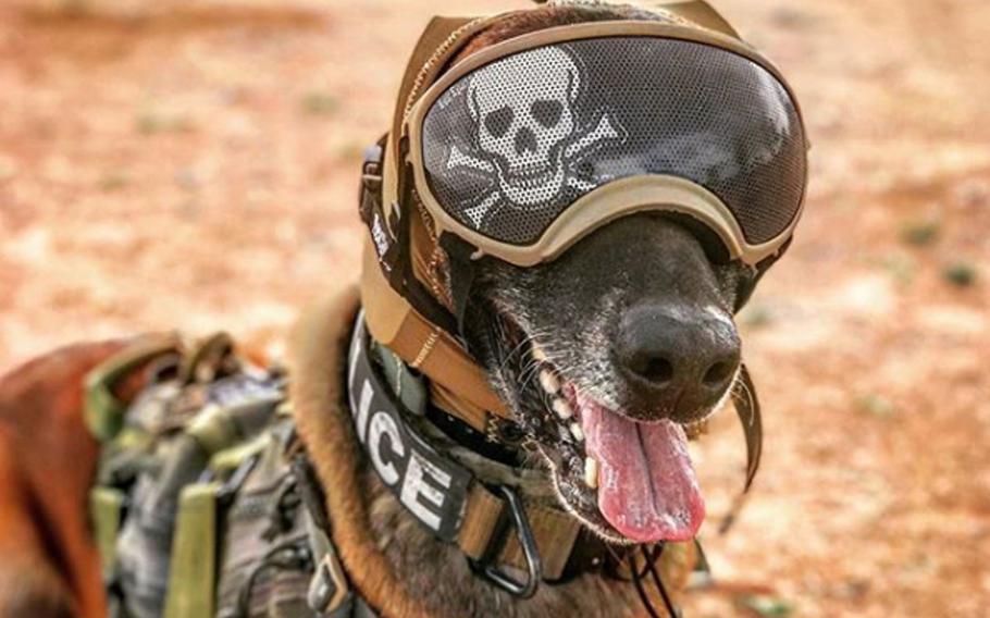The Canine Auditory Protection System, resembling a close-fitting hoodie, is made of lightweight acoustic absorption material and fits snugly over the dog's ears.