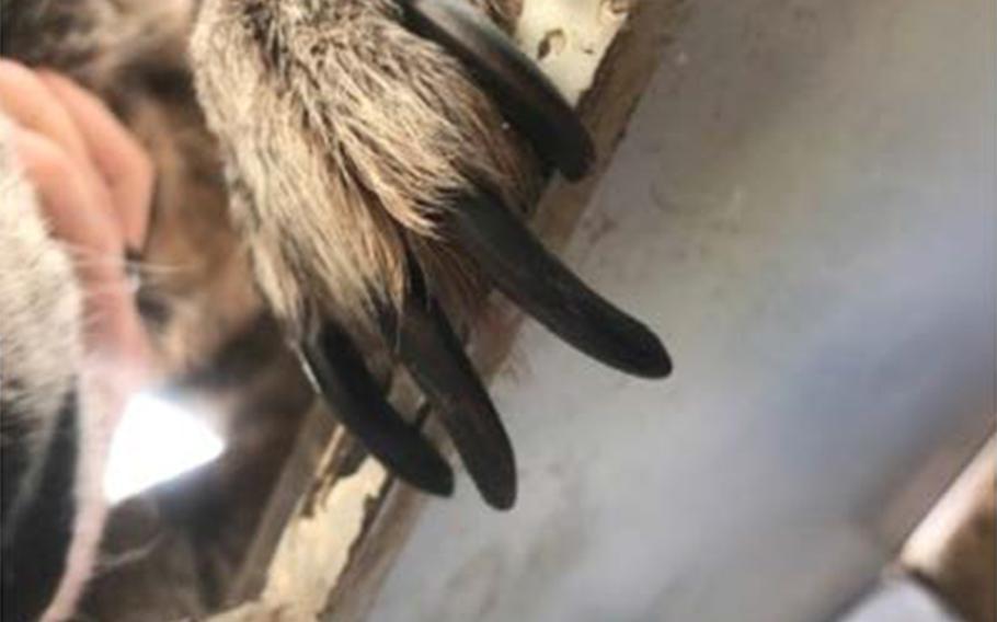 A bomb sniffing canine with excessively long nails in Jordan. The Department of State said Friday, Dec. 20, 2019 that it will temporarily stop sending dogs to Jordan and Egypt after at least six more of the animals died because of illness, overwork or poor care.