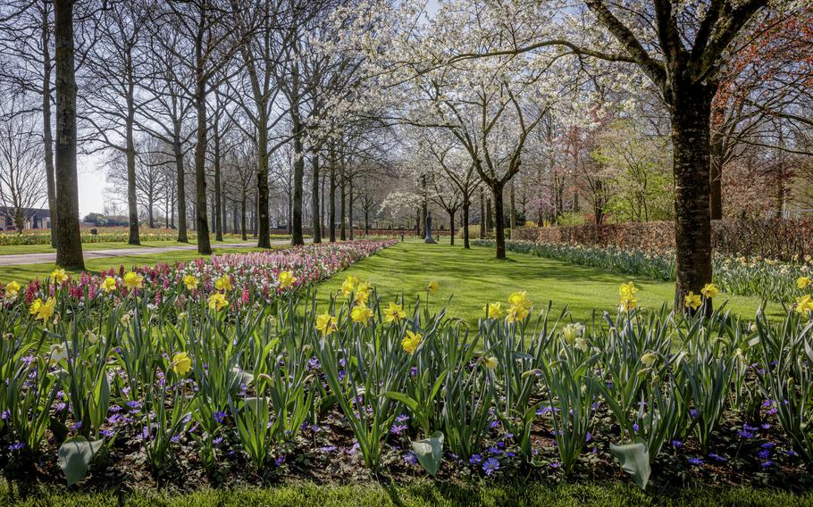 Beds of daffodils and hyacinths bloom at Keukenhof, the famed flower garden on the outskirts of Lisse, Netherlands. Keukenhof is closed to the public this year because of the coronavirus pandemic. The flowers can be seen in videos produced by Keukenhof that can be found on their website or on YouTube.