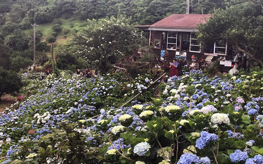 The Yohena Hydrangea Garden in Motobu, Okinawa, seen here on June 11, 2020, is the perfect medicine for the coronavirus lockdown blues.