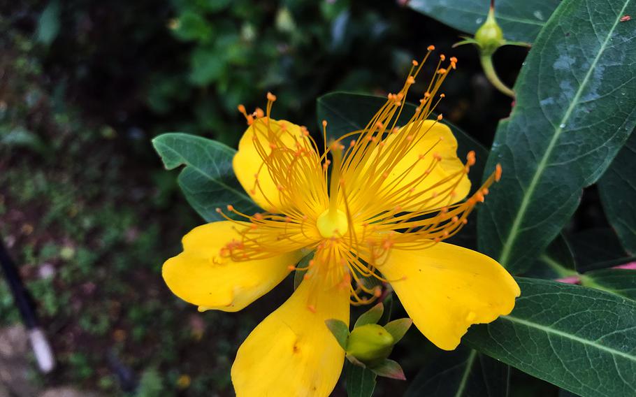 The colorful bloom of a Saint John's wort is seen at Yohena Hydrangea Garden in Motobu, Okinawa, June 11, 2020.