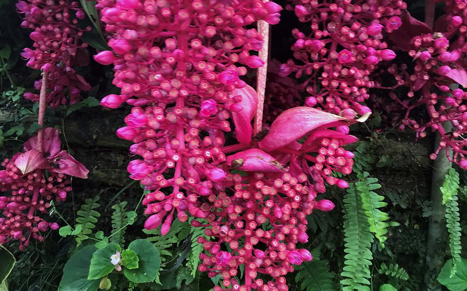 A chandelier tree brightens up Yohena Hydrangea Garden in Motobu, Okinawa, June 11, 2020.