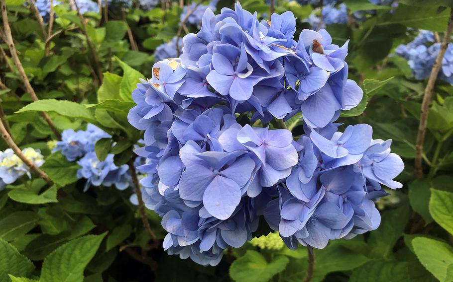 A blue hydrangea blooms at Yohena Hydrangea Garden in Motobu, Okinawa on June 11, 2020.