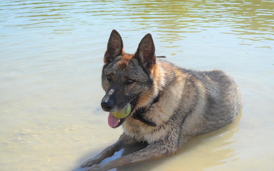 Though Iskra, a 10-year-old German shepherd, has had trouble adjusting to retirement after a lifetime of detecting explosives for the Army, she does enjoy playing in the water, said Army Sgt. Jake Ferkin, who adopted his former partner last month with the help of Mission K9 Rescue.