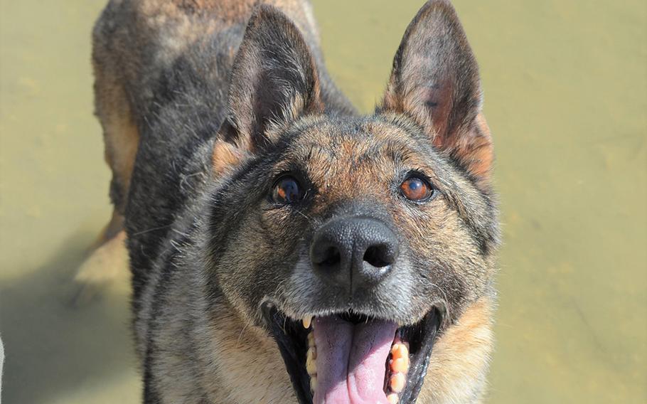 Iskra, a 10-year-old German shepherd, retired last month from the Army and was adopted by her former handler, Army Sgt. Jake Ferkin, a military working dog trainer assigned to Joint Base San Antonio, Texas.