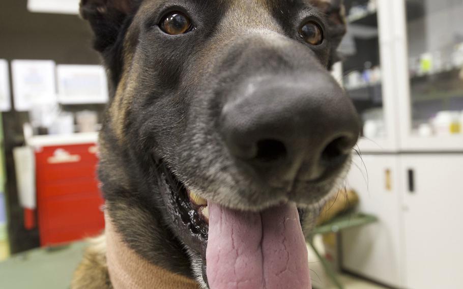 Air Force military working dog Cvoky was recently transported to Kuwait to receive treatment for a heat injury on June 9, 2020. Cvoky has made a full recovery and is waiting to return to the United States.