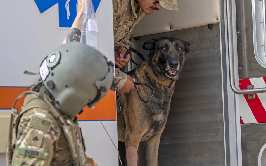 Cvoky, a military working dog assigned to the 378th Expeditionary Security Forces Squadron, exits an ambulance prior to being medically evacuated from Prince Sultan Air Force Base, Saudi Arabia, June 9, 2020. Cvoky was medically evacuated to Kuwait where he received treatment from U.S. Army veterinary workers.