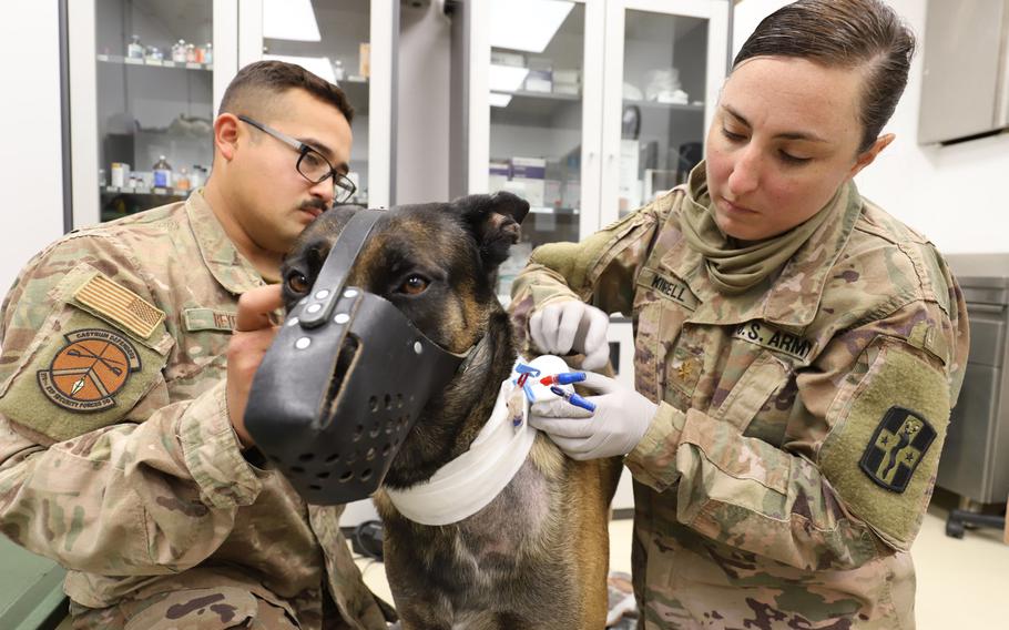 U.S. Air Force military working dog Cvoky was recently transported to Kuwait to receive treatment for a heat injury on June 9, 2020. Cvoky has made a full recovery and is waiting to return to the United States.