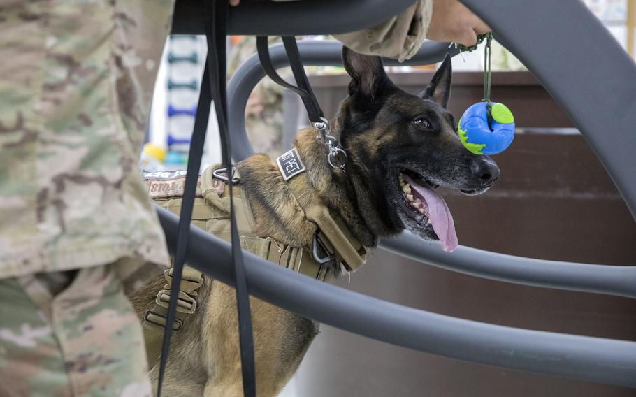 Cvoky, a U.S. Air Force military working dog from the 378th Expeditionary Security Forces Squadron based in Prince Sultan Air Base, Saudi Arabia, focuses on his guide toy during his physical therapy appointment on June 22, 2020, at Camp Arifjan, Kuwait. Cvoky recently suffered a heat injury and is being rehabilitated by Army veterinarians.