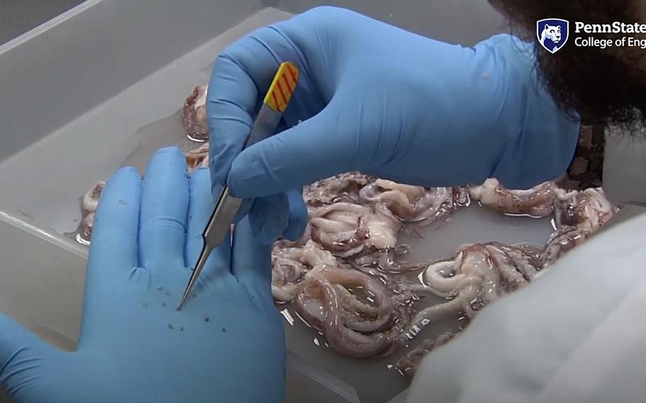 An Army-funded project developed a synthetic protein inspired by the suction cups of squid, that self-heals in seconds. Researchers at Penn State University and the Max Planck Institute for Intelligent Systems in Stuttgart, Germany published the research in an article in the journal Nature Materials on July 27, 2020.