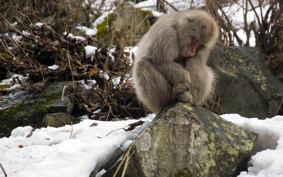 Winter is the most popular time to visit the snow monkeys at Jigokudani in Nagano, Japan, but you can see them during warmer months, too.