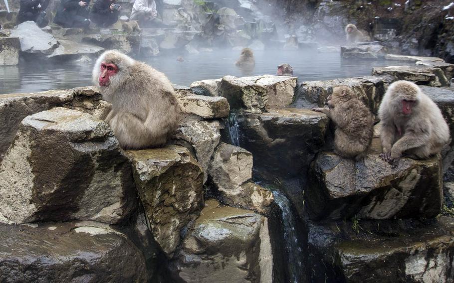 You can see Japanese macaques take hot springs baths during all seasons at Jigokudani Monkey Park in Nagano prefecture, Japan.