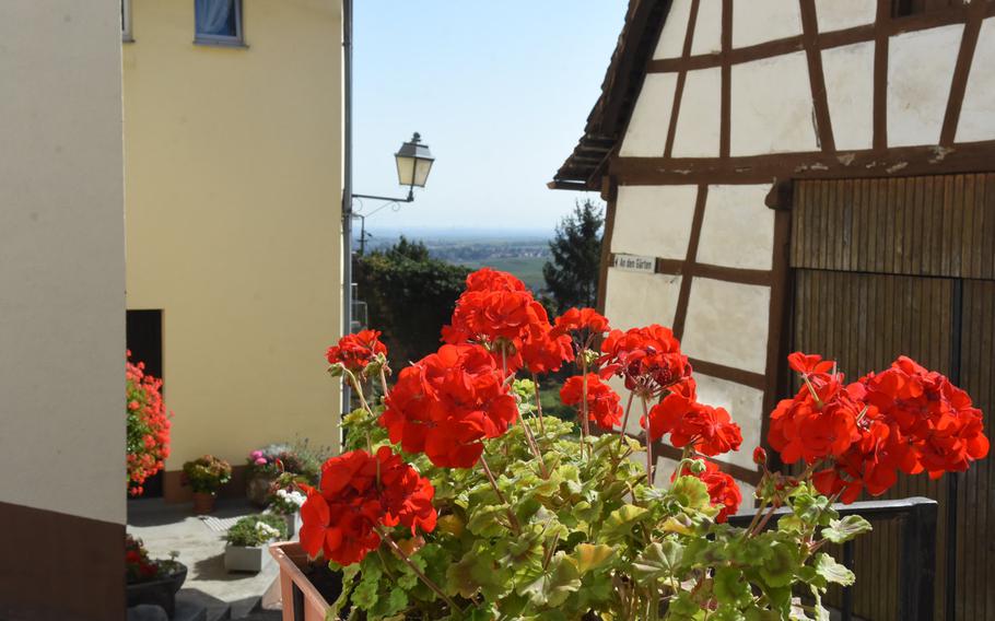 Geraniums soak up sunshine in the picturesque village of Neuleiningen, Germany. The town, perched on a steep hillside overlooking the vast Rhine Valley, is one of many wine villages hikers can stop at along the Pfalz Wine Trail.