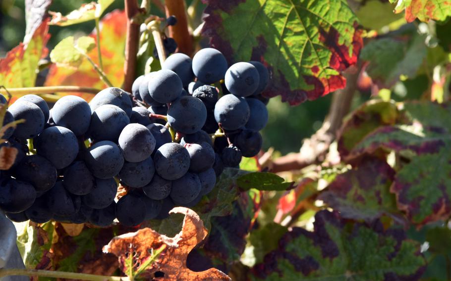 Red grapes look ready to burst on the vine along the Pfalz Wine Trail in Germany.