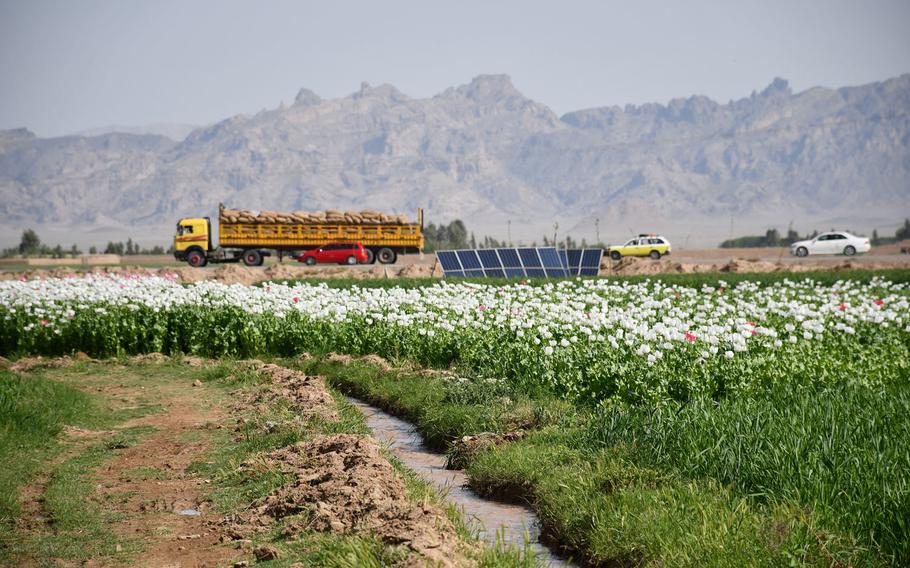 Opium poppies grow near a road in Afghanistan's Kandahar province on April 9, 2019. The Special Inspector General for Afghanistan said in a report this week the U.S. has lost roughly $19 billion to waste, fraud and abuse in Afghanistan since 2009, including in counternarcotics programs.