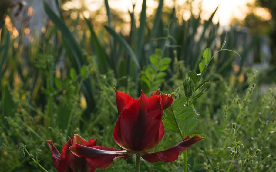 A red flower in the garden at the Arlington House in Arlington National Cemetery on May 4, 2014.