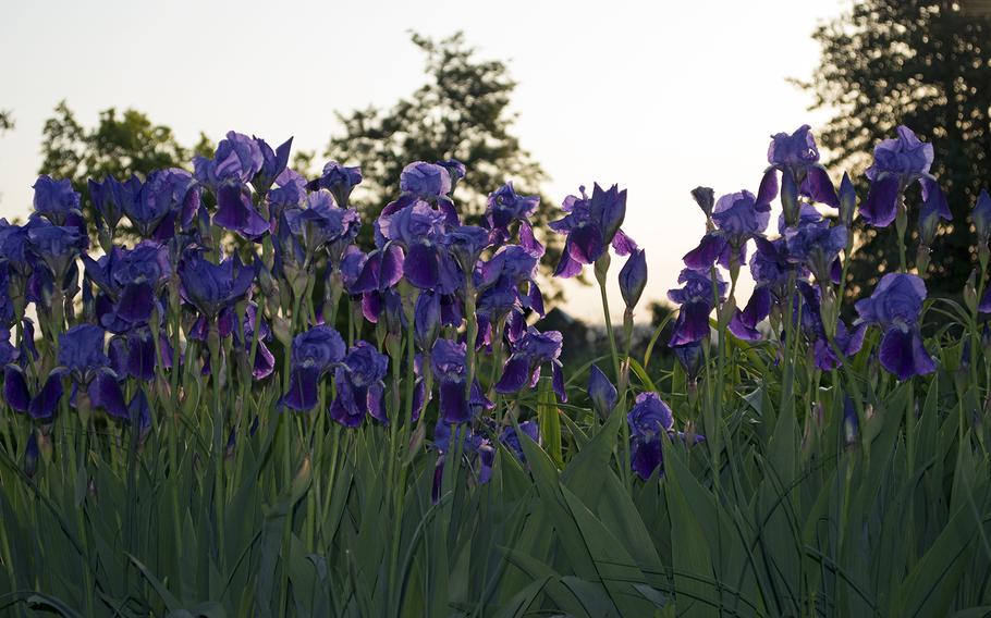 Purples flowers are lit up under the early morning sun on May 4, 2014, in Arlington National Cemetery. The flowers are part of the flower garden near the Arlington House, located at the top of the hill in the cemetery at the mansion that was once part of the Robert E. Lee's plantation.  