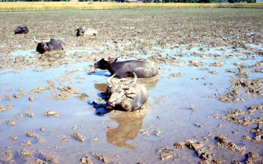 As described by Austin Miller: "Water buffalo in rice paddy after harvest is done., Long An 1964 "