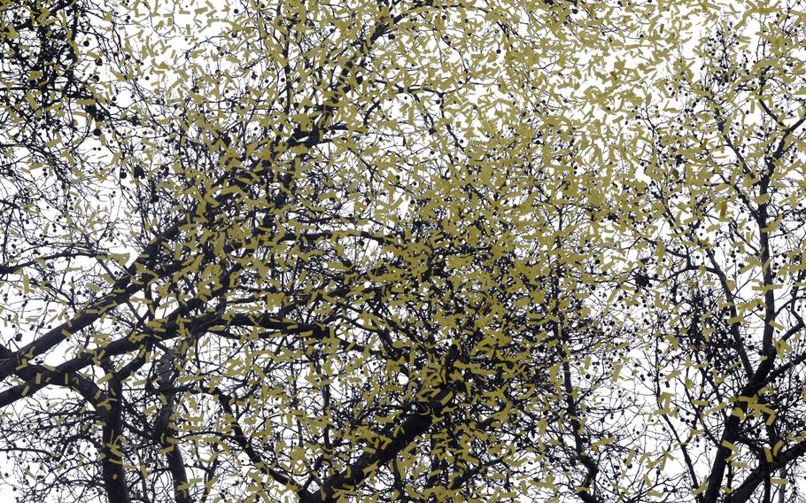 Yellow confetti, thrown by participants at the Rosenmontag parade in Mainz, Germany, and the bare branches of the city's trees make an interesting pattern for a brief moment on March 3, 2014.