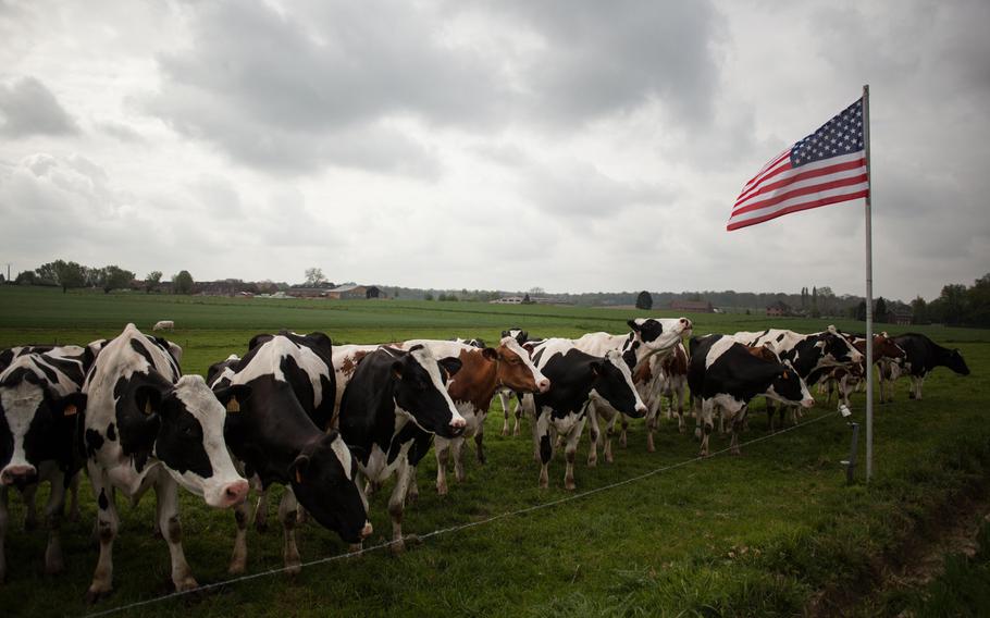 Cows graze near an American flag that marks the spot where an American B-17 bomber crashed in a field in Fouleng, Belgium, on April 13, 1944.