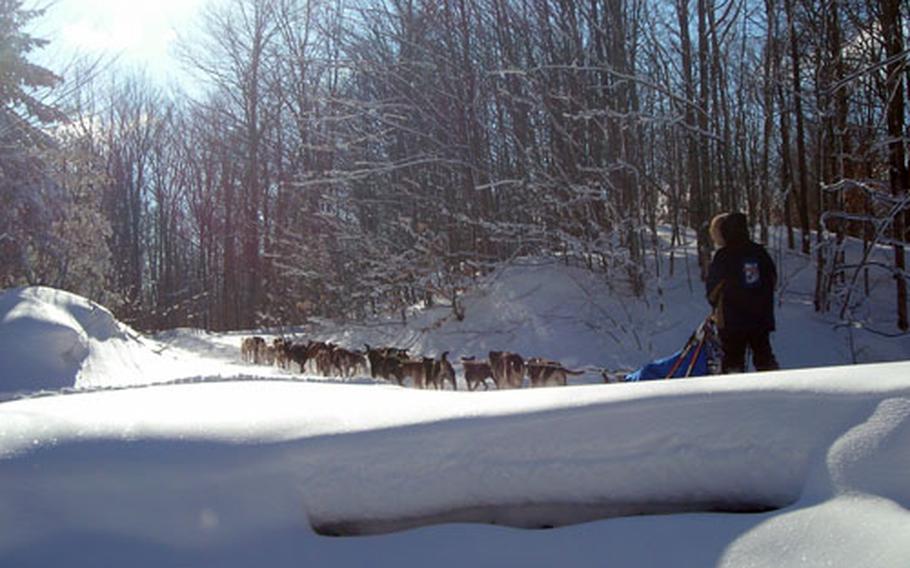 Master Sgt. Rodney Whaley and his team of dogs compete in the 2008 Iditarod. Whaley had to drop out after racing more than 500 miles because his dogs caught a virus.