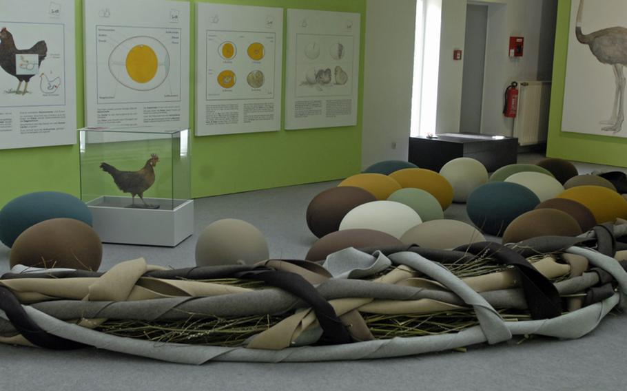 A room designed with chairs shaped like eggs is used as part of the academy's spring exhibition. The exhibit titled "From Egg to Chick" starts with children watching a video inside an egg-shaped tent before moving to an area where they are shown eggs and try to guess which animal they came from. The highlight of the exhibit is observing recently hatched chicks in a special viewing room, where children can also see the eggs under a microscope. 