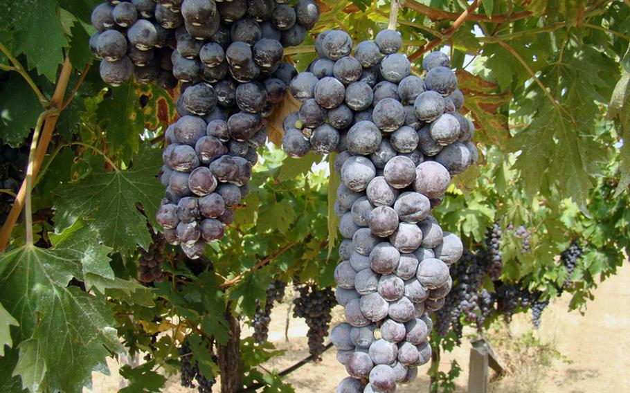 The Nebbiolo grape makes Barolo, generally considered the best wine from Italy.
