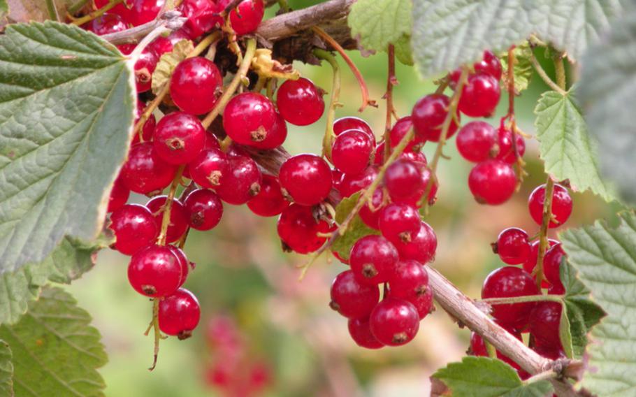 Red currants grow in bunches on a small bush. Although most popular in red and black varieties, currants come in white and pink, too. People pick their own berries for making jams and jellies.