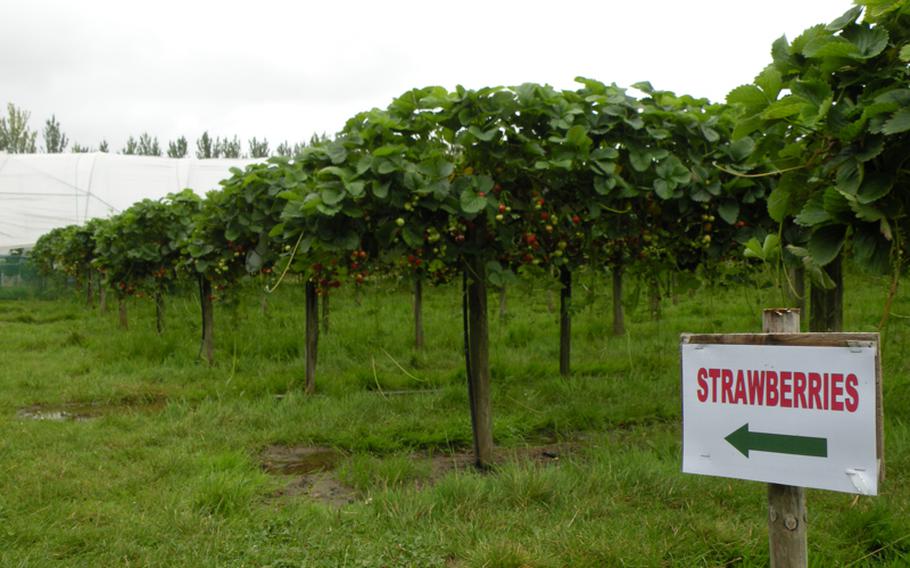 Row after row of fresh strawberries grow on table-top devices at a pick-your-own farm near Sudbury, England, about 30 minutes from RAFs Mildenhall  Lakenheath. The devices keep the strawberries about waist high for easy picking.