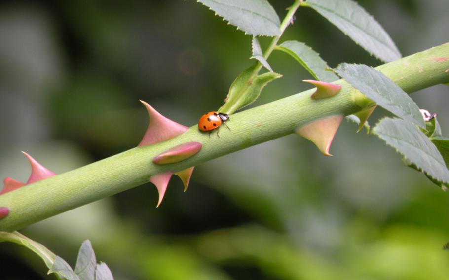 A lone ladybug navigates its way through a  blackberry vine at a pick-your-own farm near RAFs Lakenheath and Mildenhall.