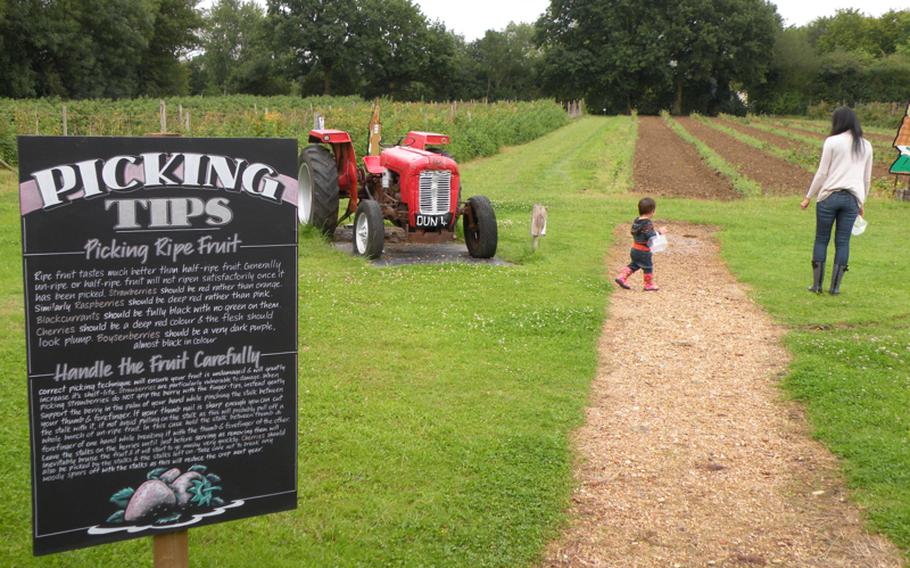 Picking your own fruit and vegetables can be a fun family affair and a great escape to the English countryside.