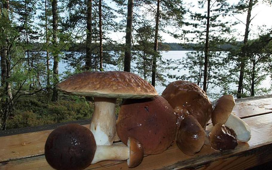 A typical harvest includes huge, wild porcini mushrooms. The cap on the large one seen here was about the size of a small pizza.