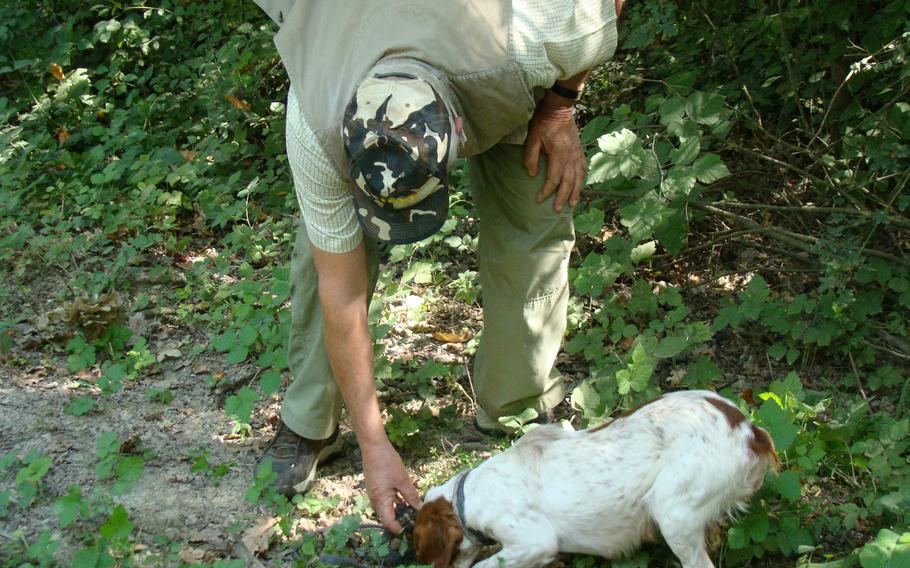 A dog trained to root out the scent of truffles can be man’s best friend when it comes to finding the international delicacy. Truffle hunters often work at night so competitors can’t see what spots are yielding the fragrant and tasty underground fungus.