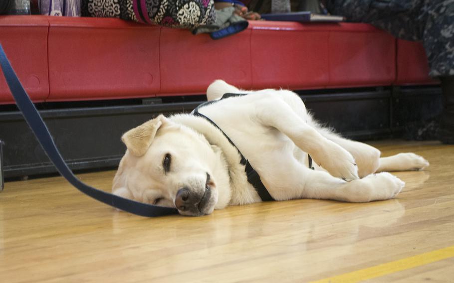 A dog who had a long day at the Warrior Games at Quantico takes a break before the start of the Navy vs. Marine basketball game on June 23, 2015.