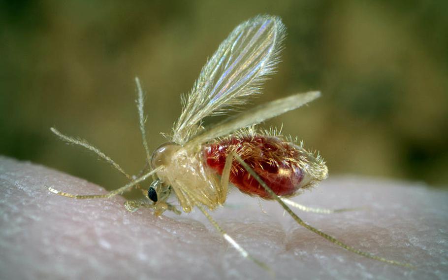 U.S. soldiers based in Honduras are investigating a local outbreak of a parasitic disease carried by the sand fly that has long plagued U.S. troops in Afghanistan and Iraq.