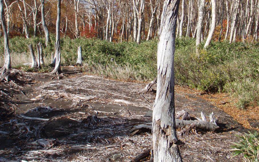 High levels of carbon dioxide in the soil have killed the trees and vegetation in this area, about 800 yards uphill from the Sukaya onsen, near the site where a 13-year-old was found dead June 20, 2010, after officials believe she inhaled toxic volcanic gases.