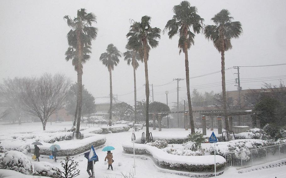 Palm trees sway amid gale force winds and heavy snow on Saturday at a park in Yokohama, Japan, about one mile from the U.S. Navy's Negishi base.                               