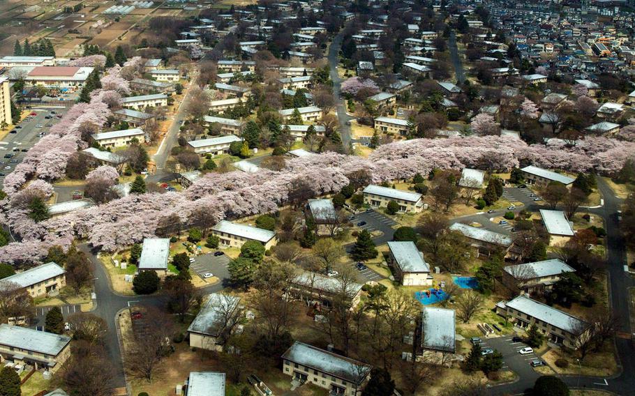 Hundreds of trees are being removed from U.S. Forces Japan's home in western Tokyo; however, none of the base's beloved cherry trees, which produce white and pink blossoms called "sakura" each spring, are on the chopping block, the Air Force said.