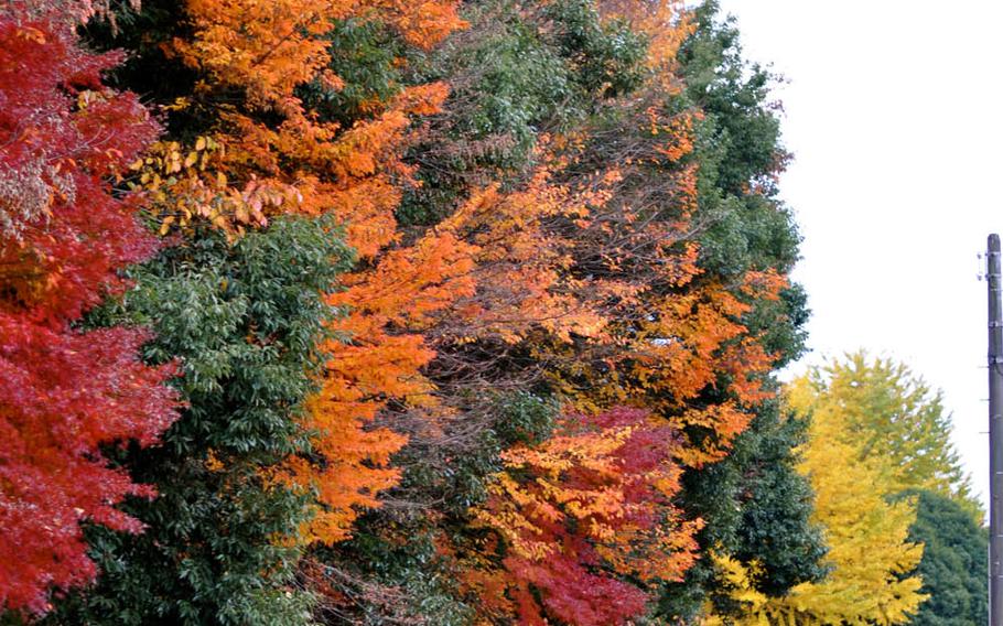 Longtime Yokota Air Base resident Elizabeth Frost said she has enjoyed watching the trees change color in the fall and bloom in spring for the past nine years. 